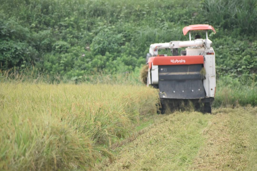 ミルキークイーン　玄米10キロ　滋賀県産