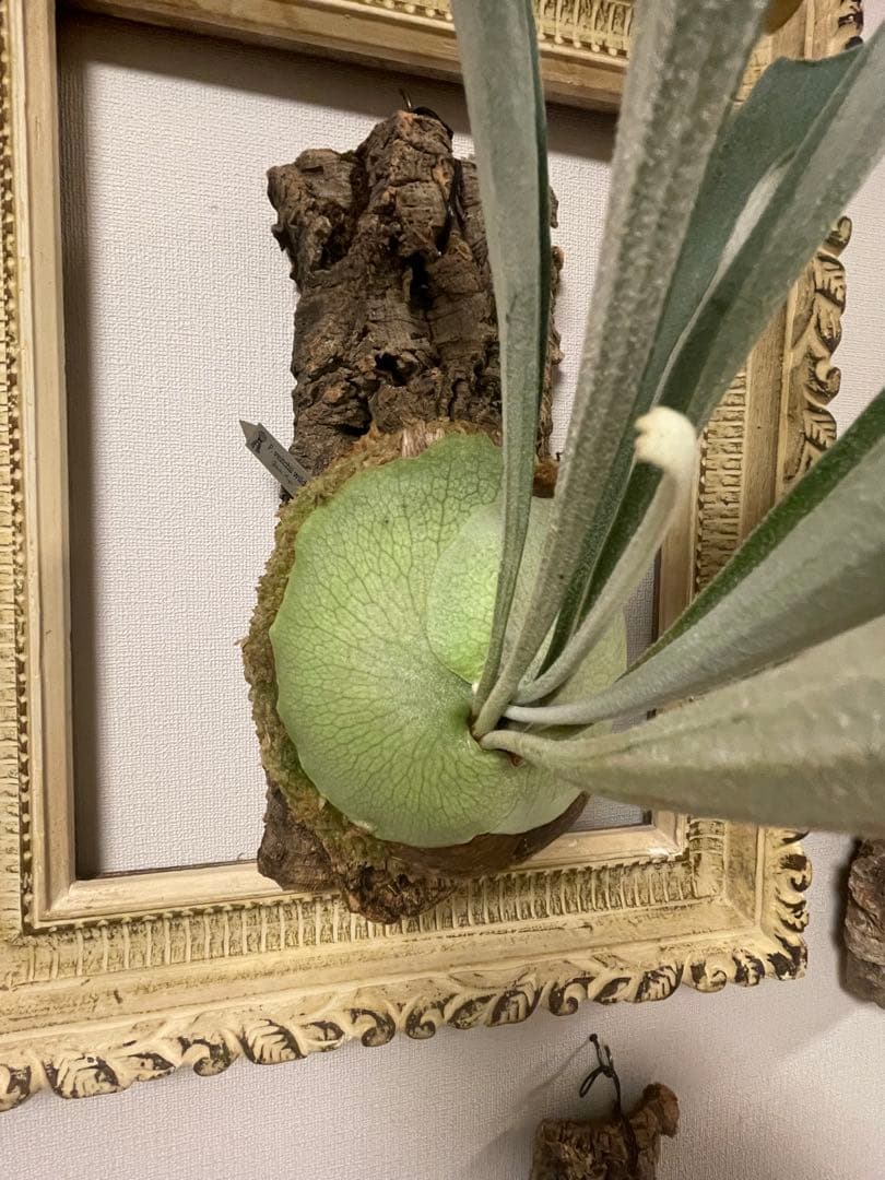 ビカクシダ P.veitchii wild ビカクマフィア