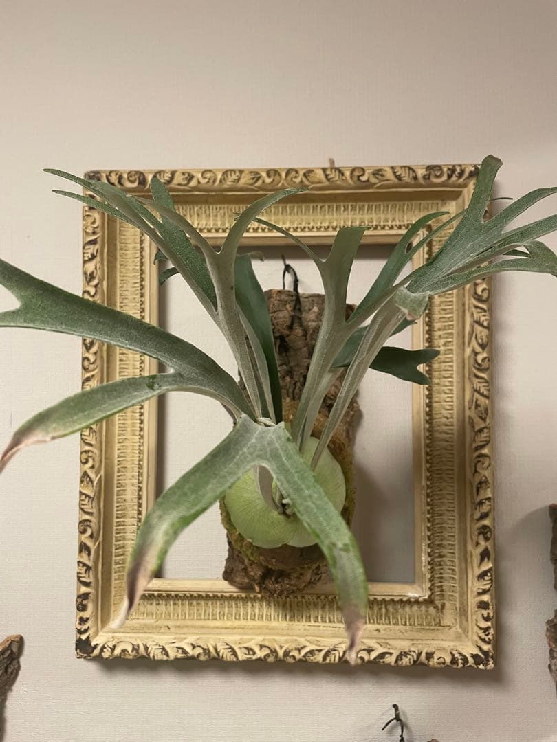 ビカクシダ P.veitchii wild ビカクマフィア