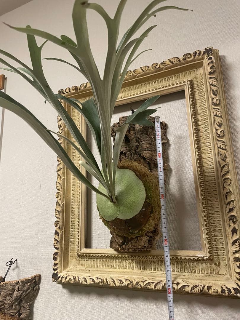 ビカクシダ P.veitchii wild ビカクマフィア