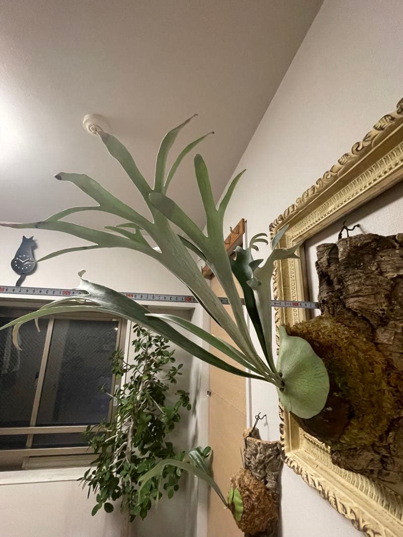 ビカクシダ P.veitchii wild ビカクマフィア