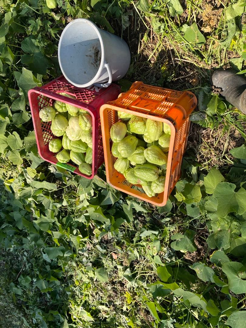 ハヤトウリ　約20キロ