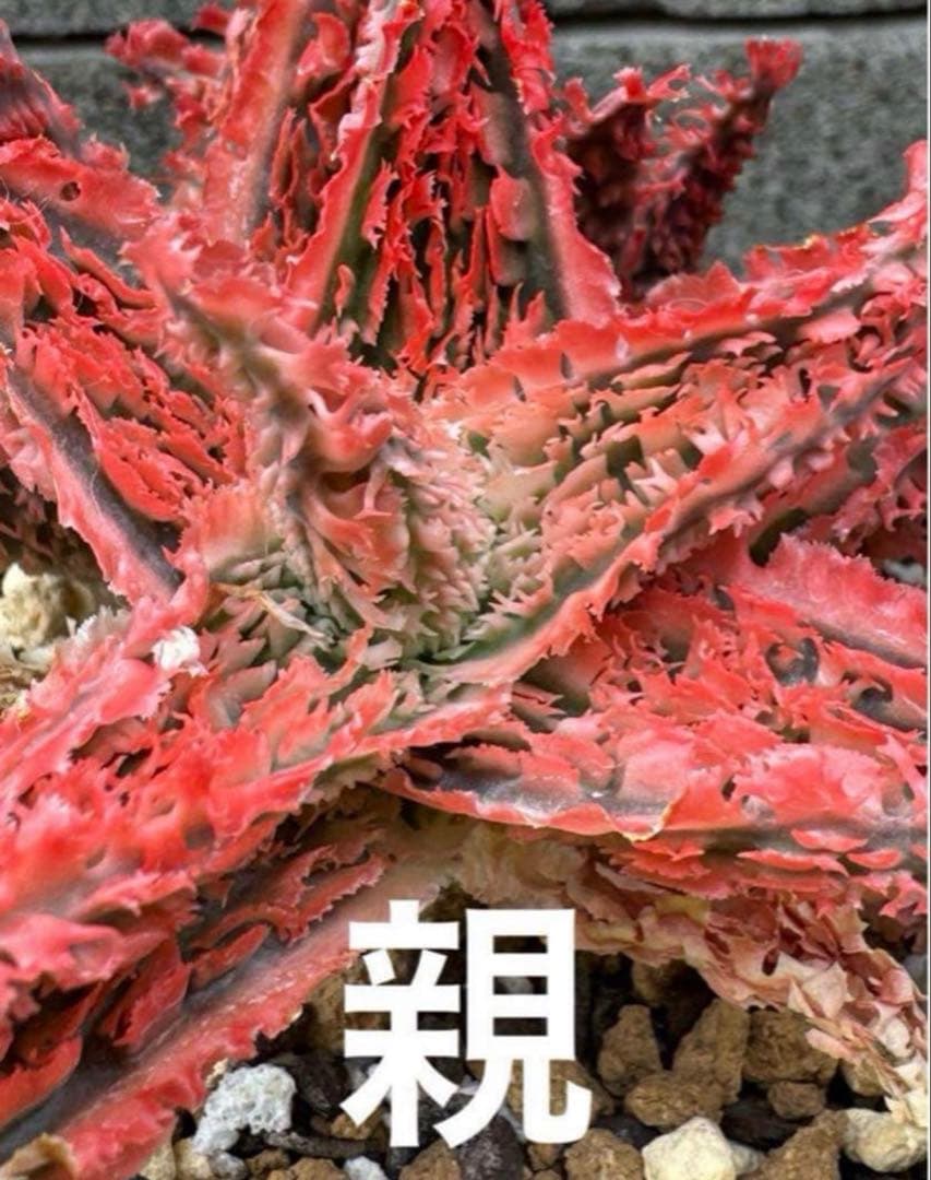 まとめセットAloe hybrid “Sunday” ハイブリッド　子株　第四種