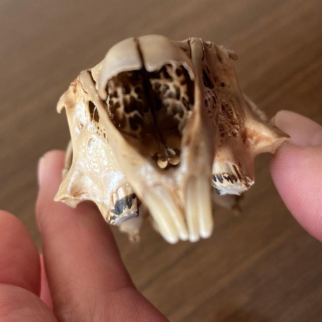 ノウサギの骨標本　頭骨標本