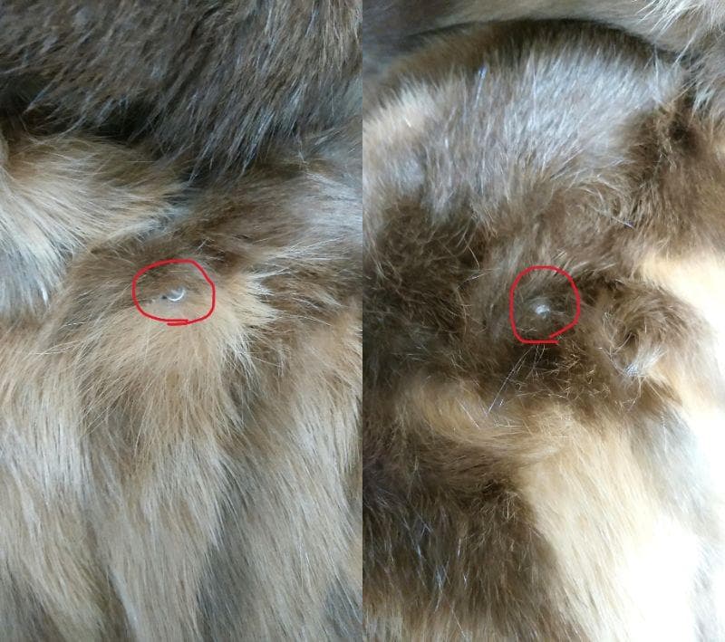 ロシアンリス　毛皮　リバーシブル　シルク　フード付き　ロングコート