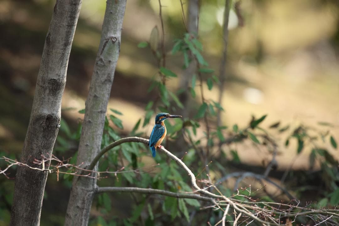 CanonのEF 600mm f/4L