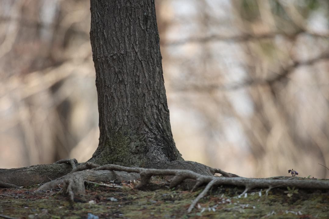 CanonのEF 600mm f/4L