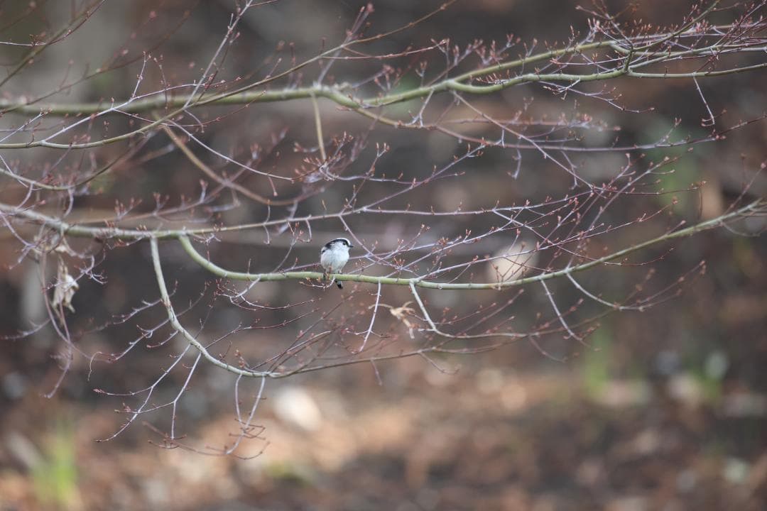 CanonのEF 600mm f/4L