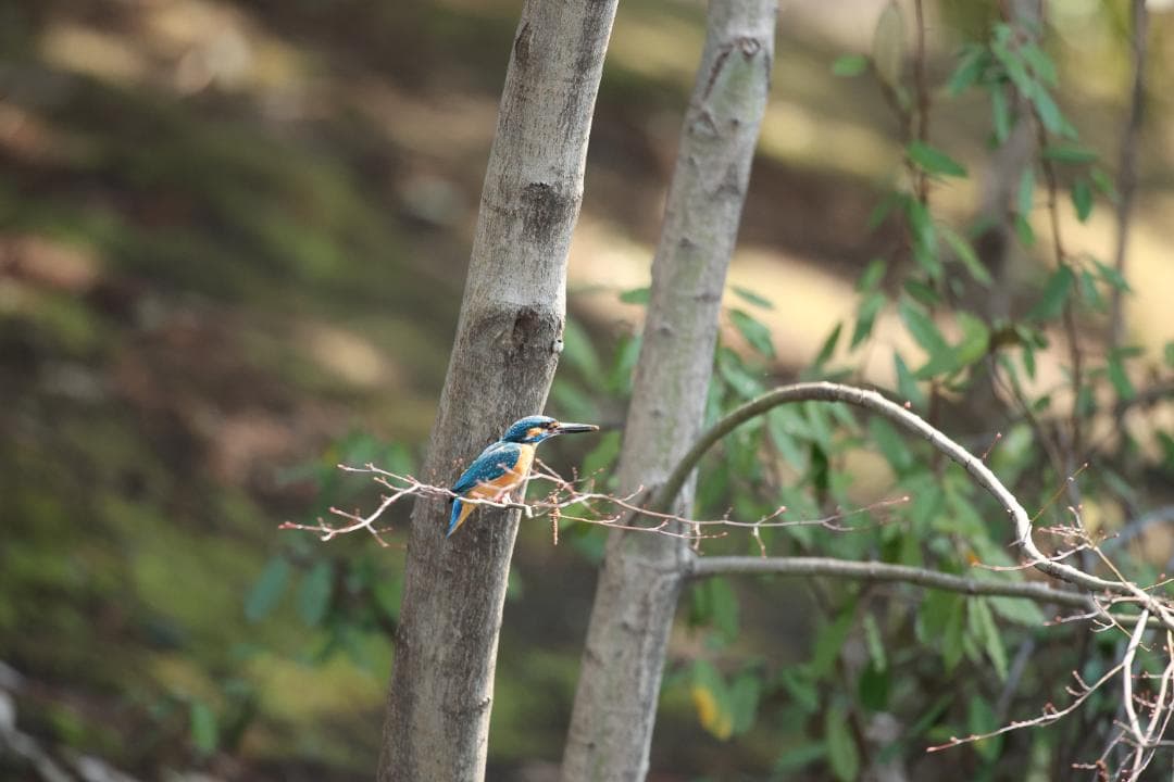 CanonのEF 600mm f/4L