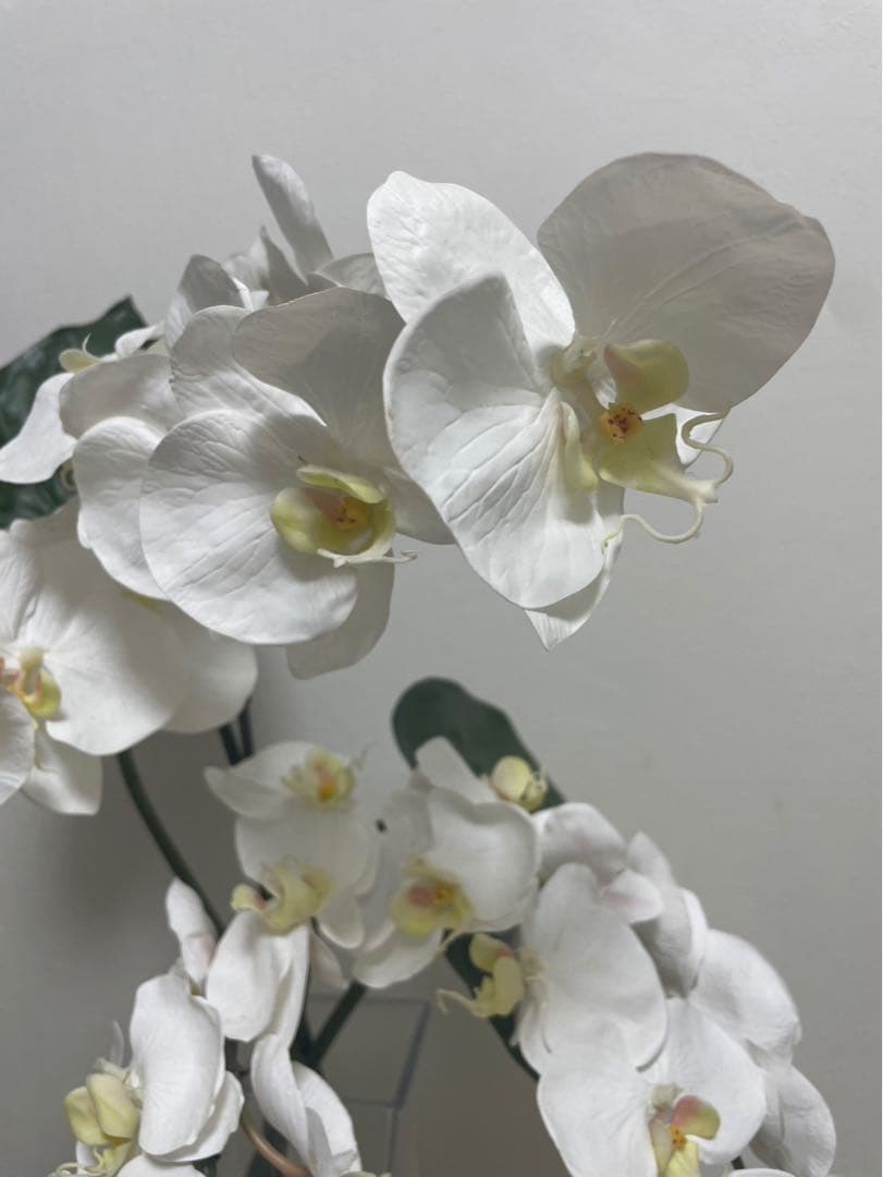 Bエミリオロバ ファレノプシス2L 胡蝶蘭 花 白フラワーアレンジメント