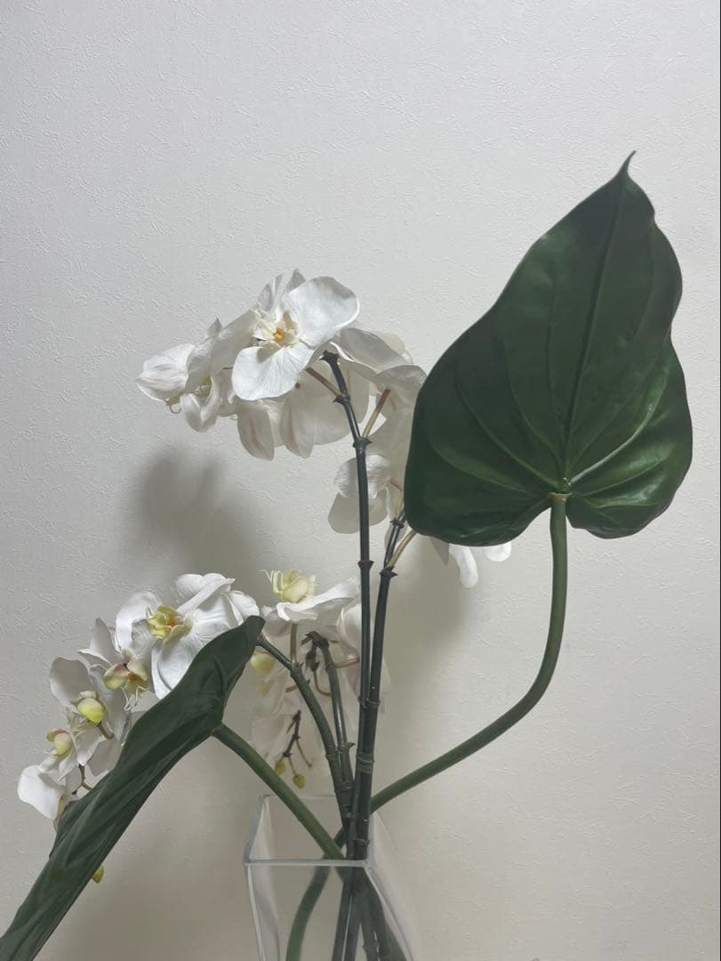 Bエミリオロバ ファレノプシス2L 胡蝶蘭 花 白フラワーアレンジメント