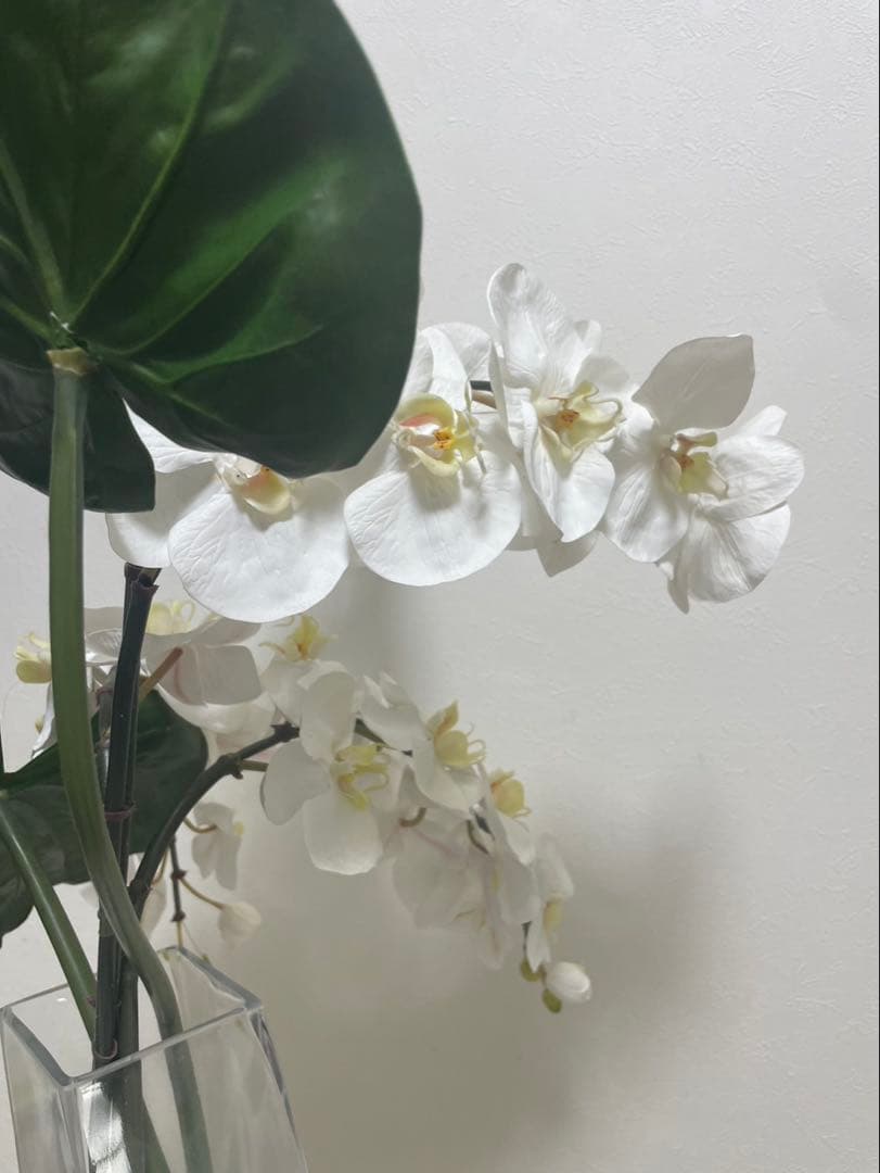 Bエミリオロバ ファレノプシス2L 胡蝶蘭 花 白フラワーアレンジメント