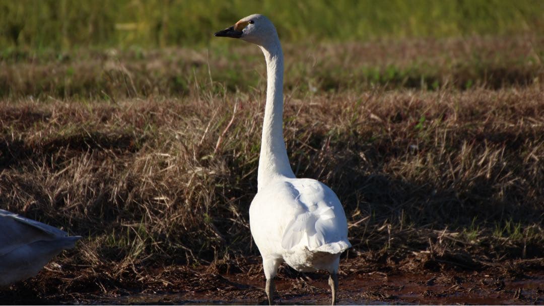 SIGMA DG 50-500mm 1:4.5-6.3 望遠ズームレンズ