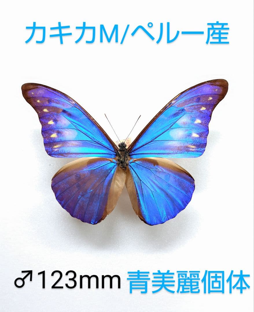 カキカモルフォ♂標本★ブルー美麗 123mm ★ペルー産