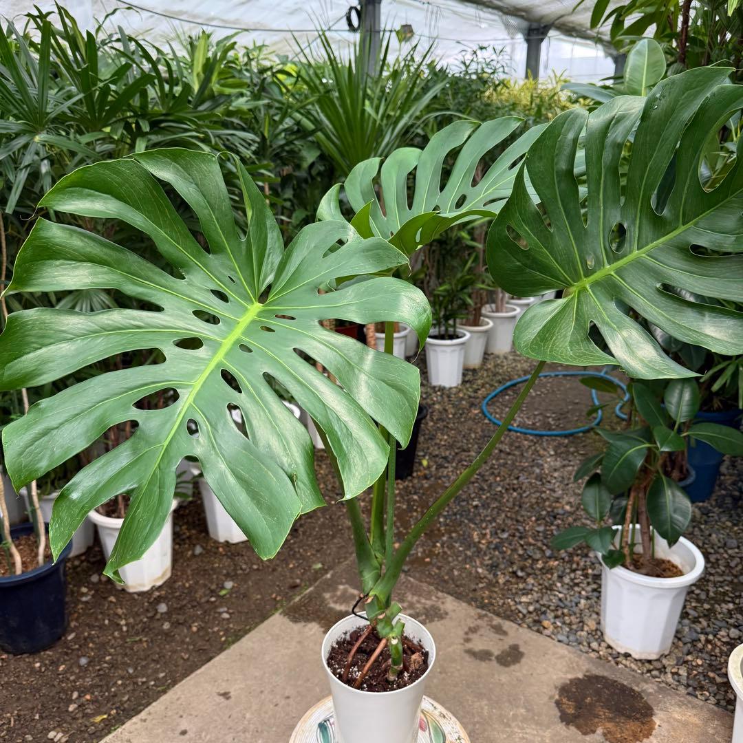 【特級品】モンステラ デリシオーサ 根上り 幹上がり 特大極上苗 7号鉢サイズ