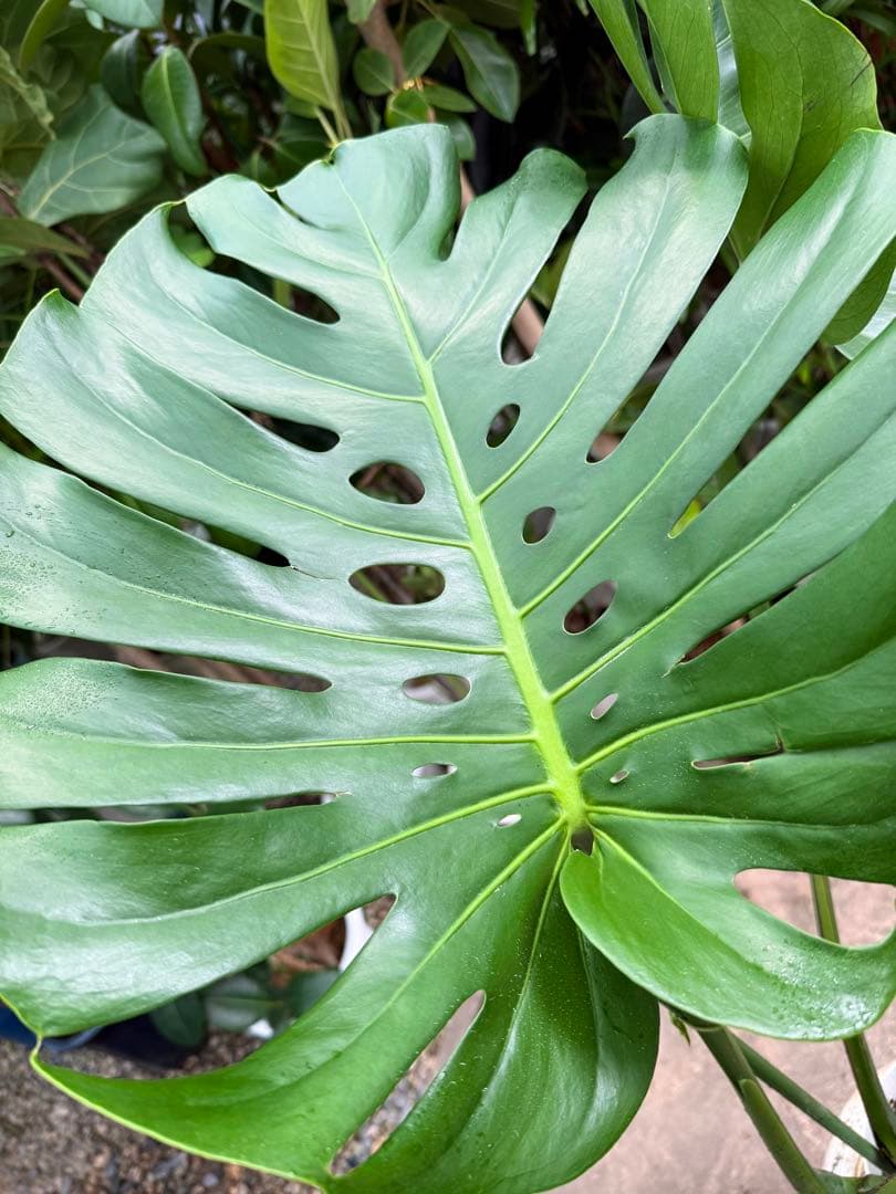 【特級品】モンステラ デリシオーサ 根上り 幹上がり 特大極上苗 7号鉢サイズ