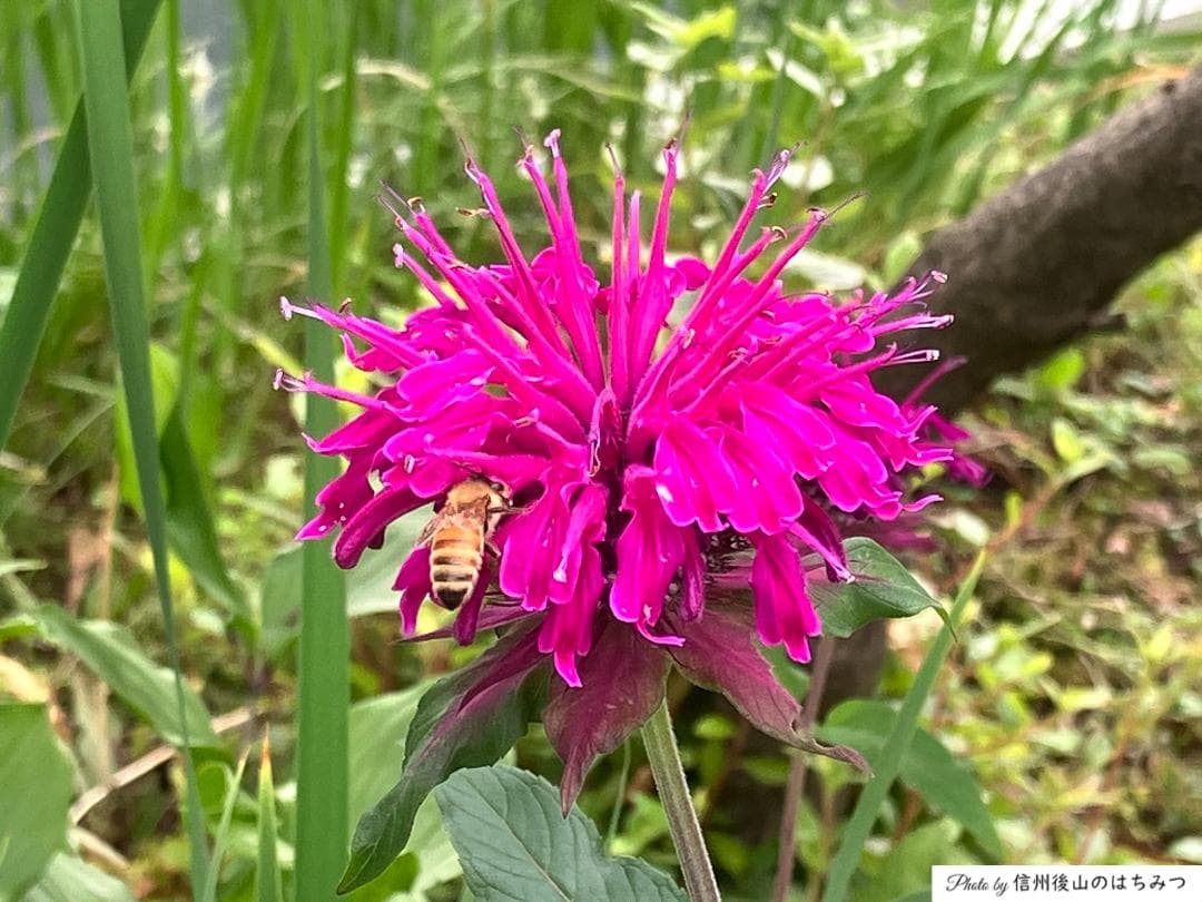 【令7】百花蜜 1000g 2本 長野県産 国産蜂蜜 生はちみつ 西洋蜜蜂y