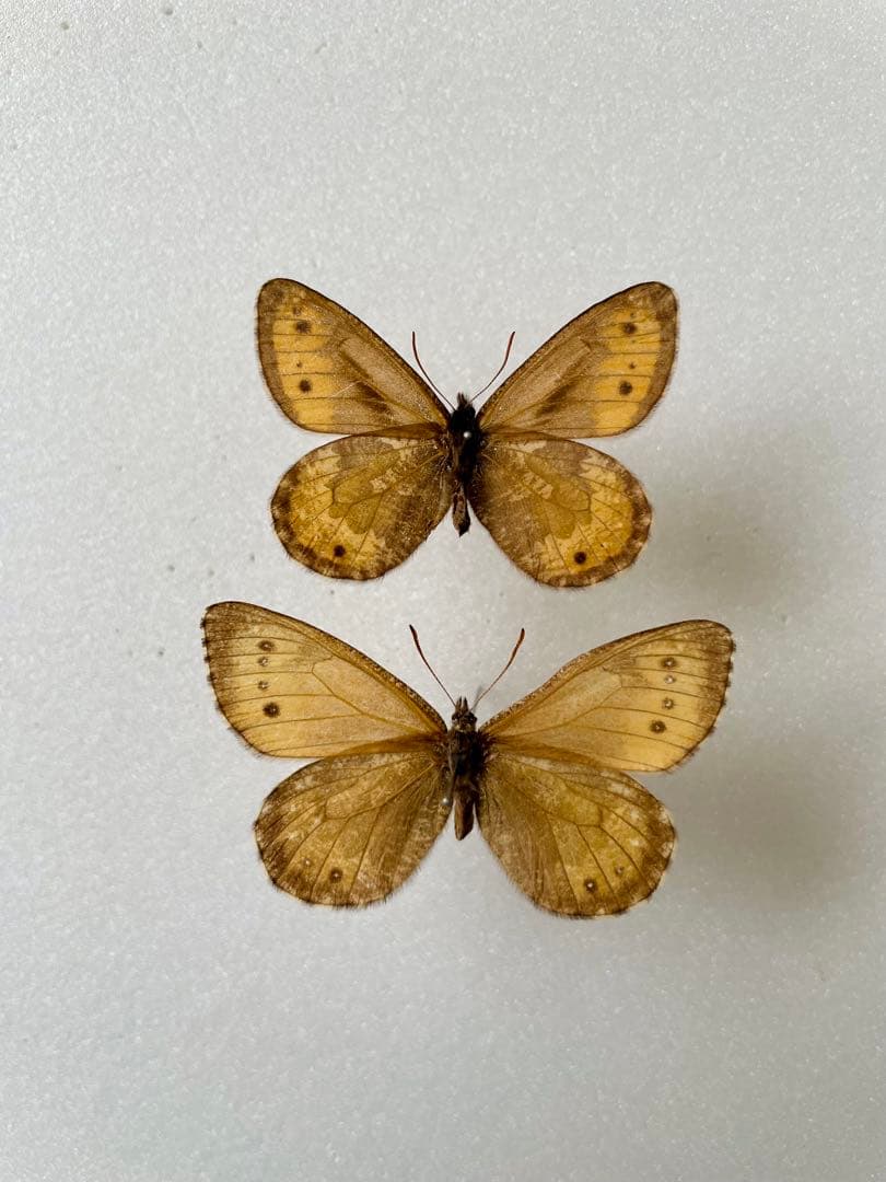 【ペア】タカネヒカゲ（岐阜県）