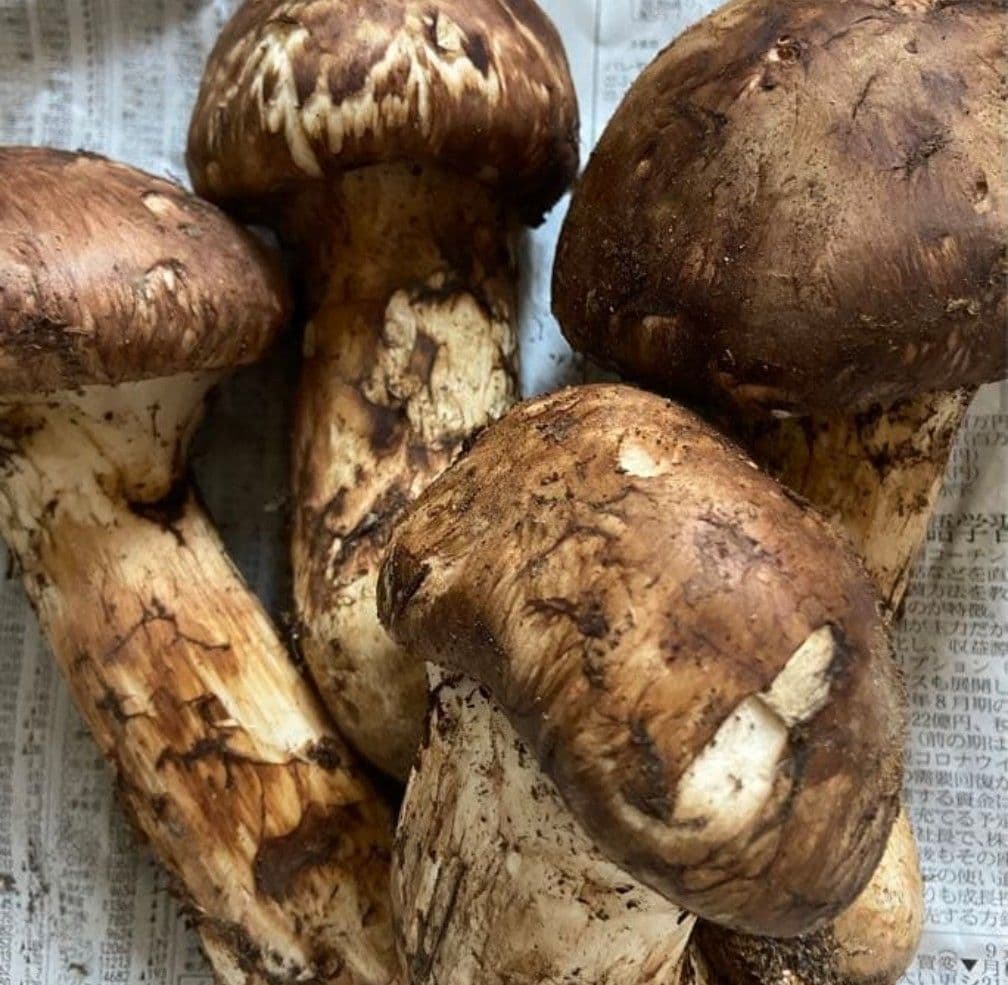 専用のお品物となります