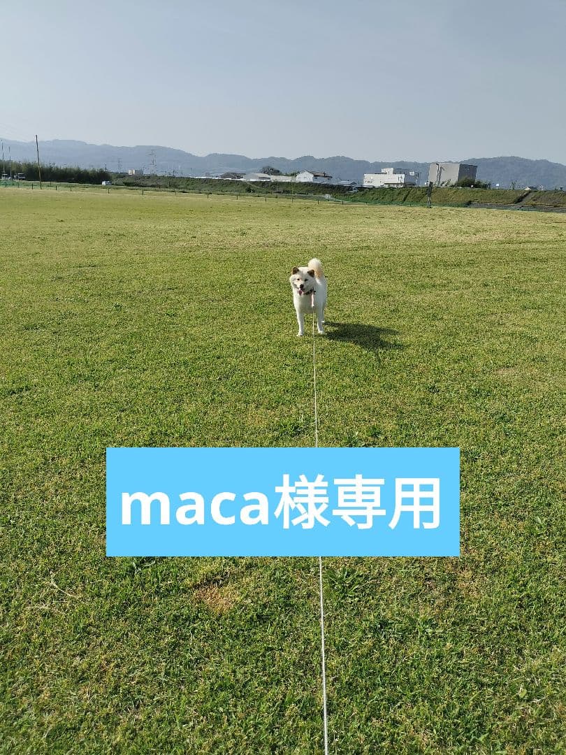 maca 虹のきらめき