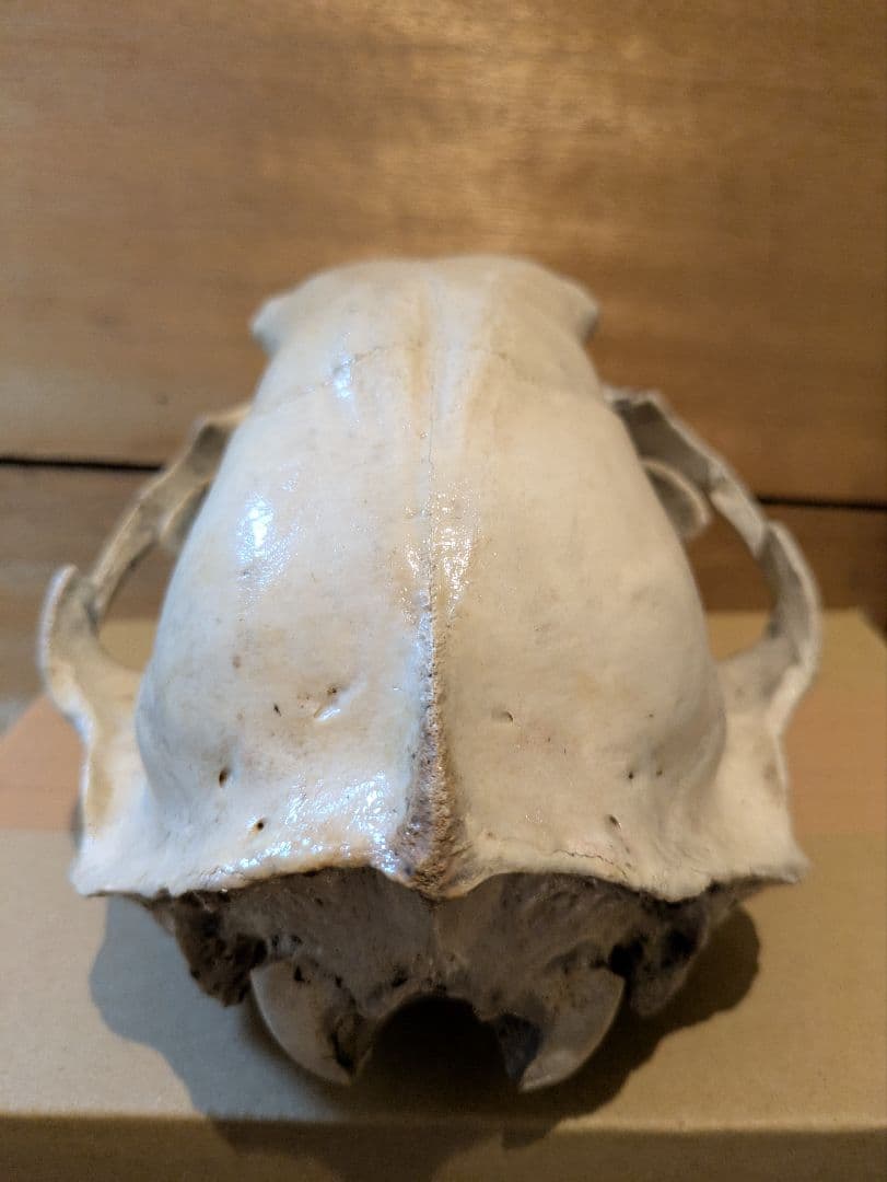 ツキノワグマ 頭骨 骨格標本 剥製