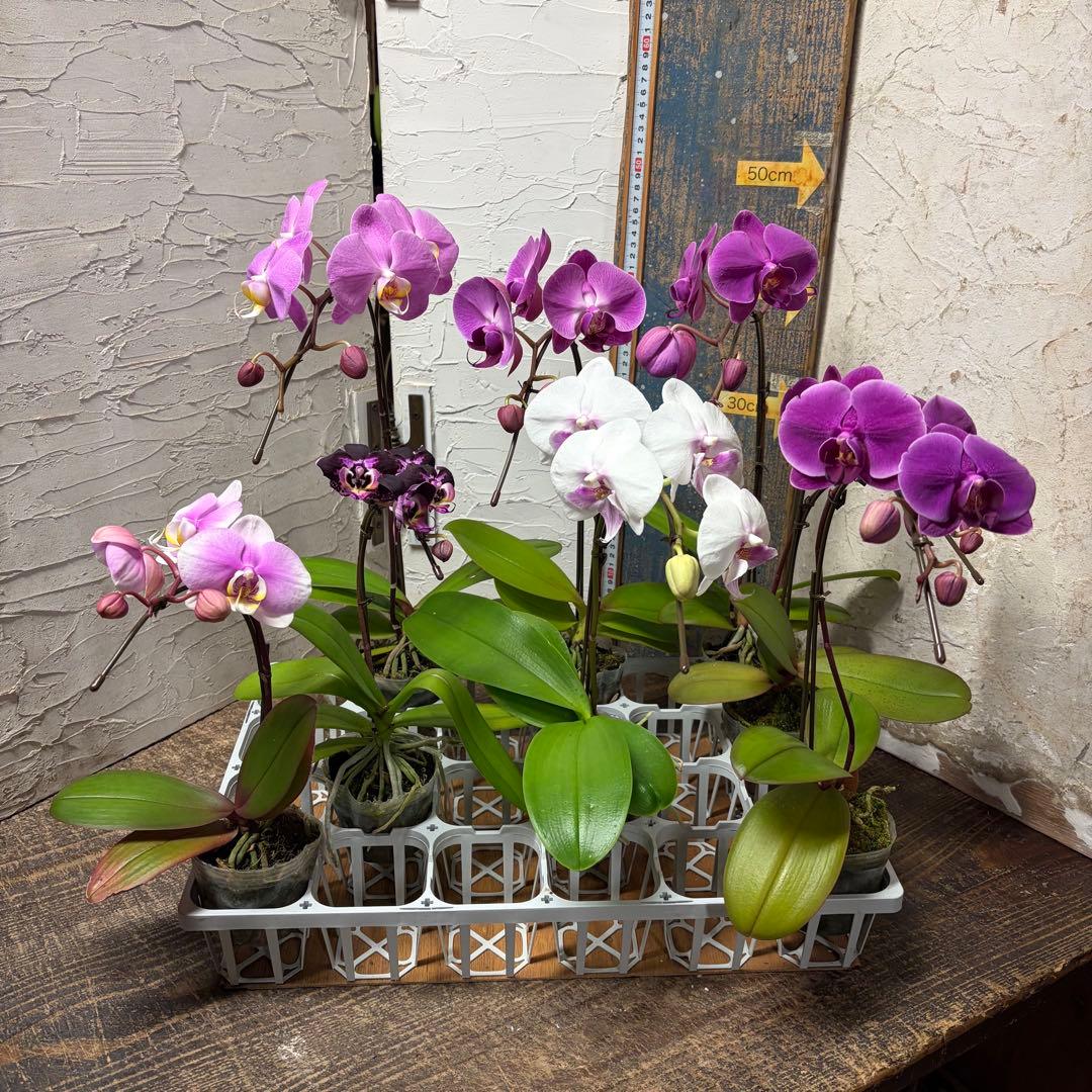 う*り様 胡蝶蘭　ピンクアソート　8ポット ファレノプシス