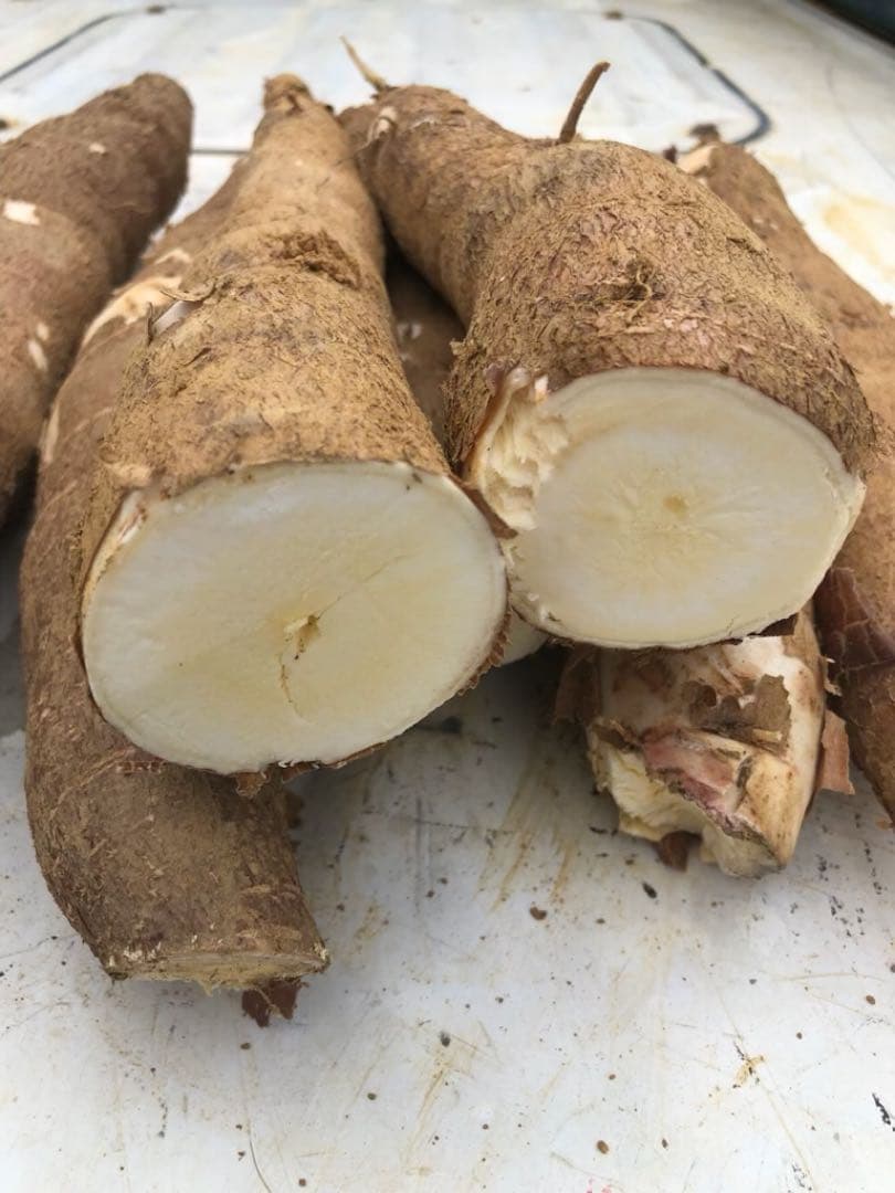 徳之島産キャッサバ薄黄色生芋15キロ入り