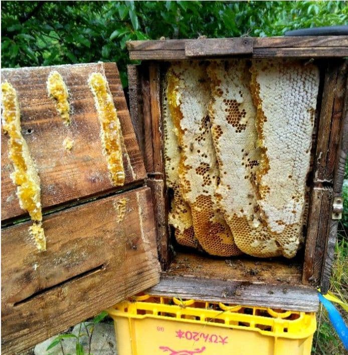 ☆日本ミツバチ　2年蜜　天然蜂 糖度約83度　正味550g×2個　兵庫県産