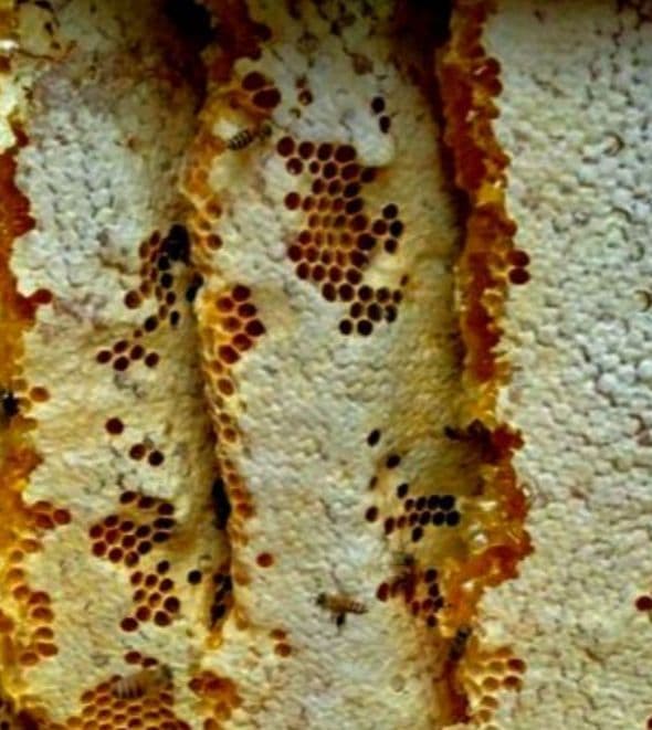 ☆日本ミツバチ　2年蜜　天然蜂 糖度約83度　正味550g×2個　兵庫県産