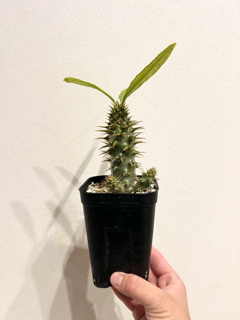 パキポディウム　アンボンゲンセ　実生株