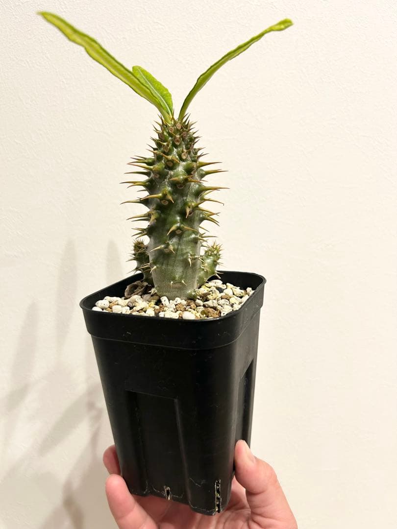 パキポディウム　アンボンゲンセ　実生株