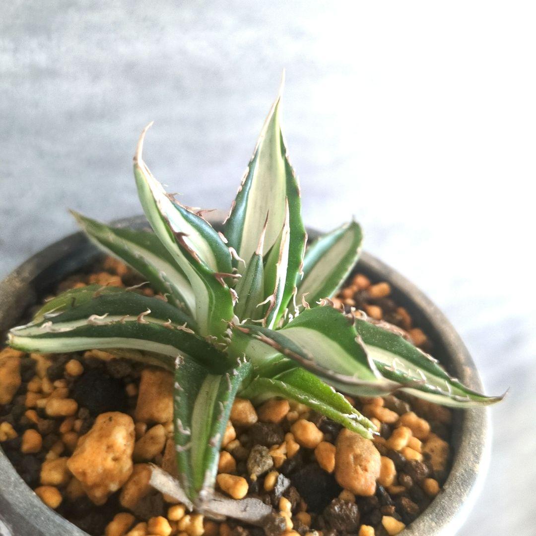 山*幸様 アガベ　ホリダ　中白斑　チタノタ　アガベホリダ　ホリダ錦　極上株