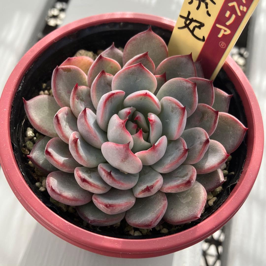 ミックスベリア 美紫妃 おらいさん苗 札付き エケベリア 多肉植物