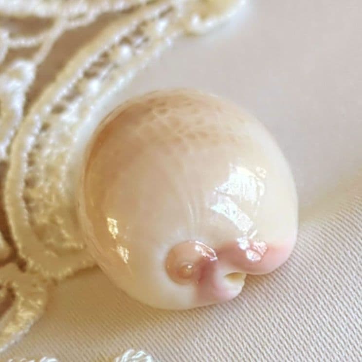 COWRIES　オサナ　カノコ　パパイア　フイリチドリダカラガイ　宝貝　貝殻5個