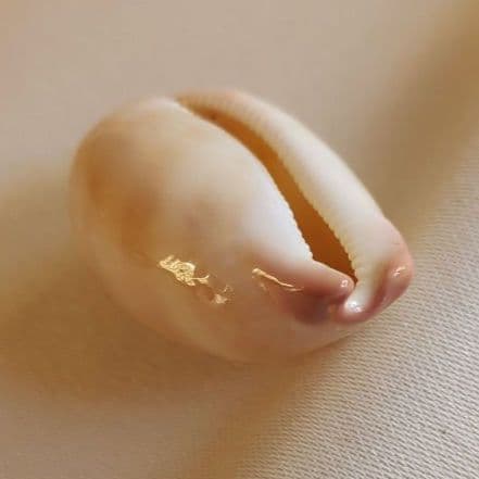 COWRIES　オサナ　カノコ　パパイア　フイリチドリダカラガイ　宝貝　貝殻5個