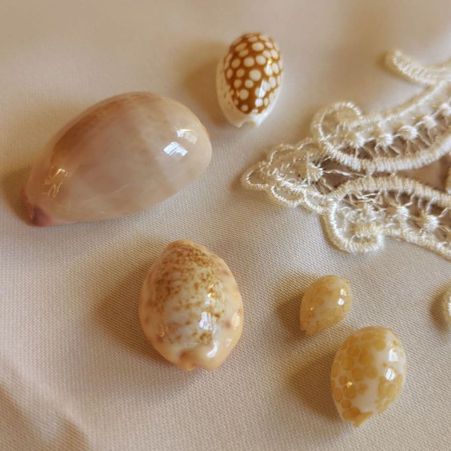 COWRIES　オサナ　カノコ　パパイア　フイリチドリダカラガイ　宝貝　貝殻5個