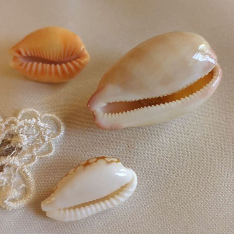 COWRIES　オサナ　カノコ　パパイア　フイリチドリダカラガイ　宝貝　貝殻5個