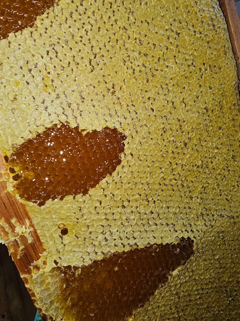 【ひで】クリーム蜂蜜 (セイタカ) 1kg3本