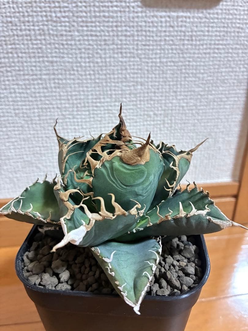 アガベ チタノタ　悪魔くん