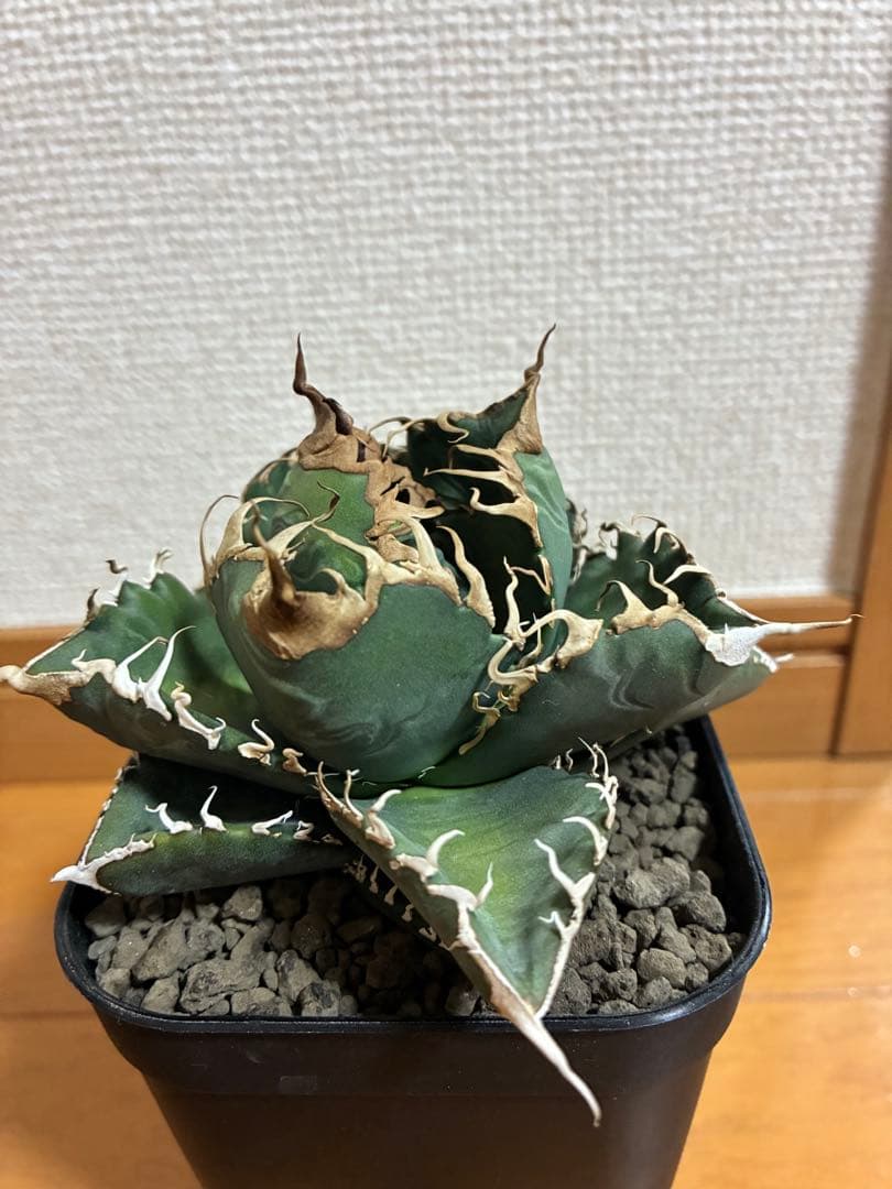 アガベ チタノタ　悪魔くん