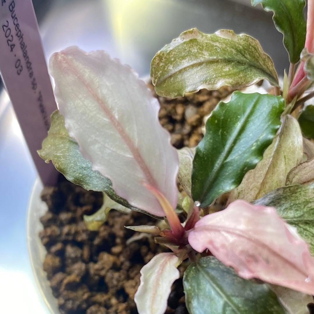 Bucephalandra sp.PinkVariegatedピンクバリエガータ
