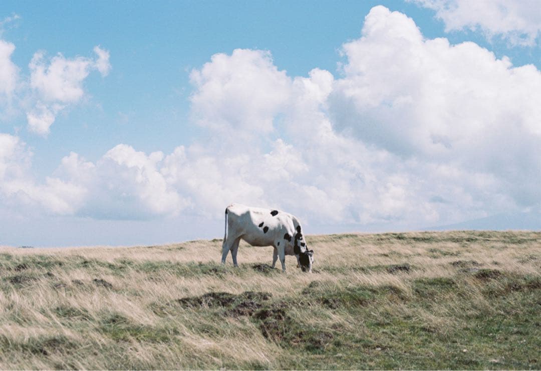 Nikon FE2＋Ai nikkor50mmf1.4セット