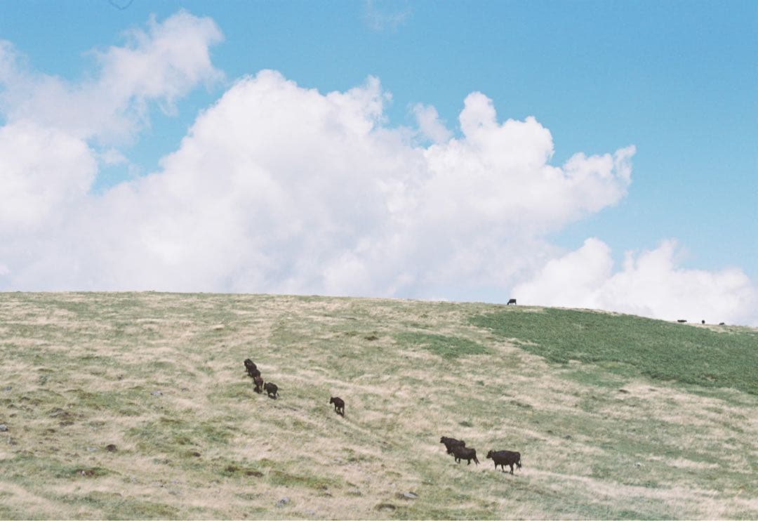 Nikon FE2＋Ai nikkor50mmf1.4セット