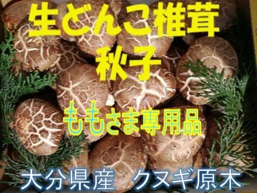 ももさまご予約専用 大分県特産 生どんこ椎茸「秋子」ダブル