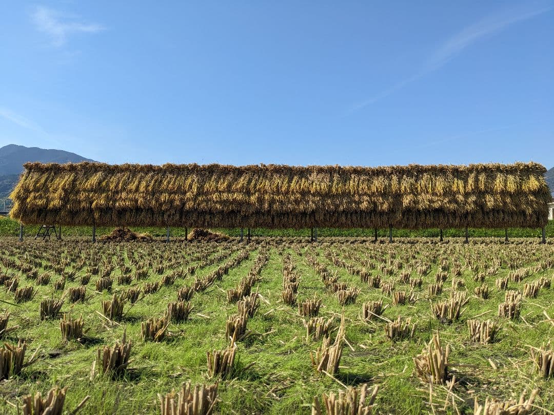 こだわりのお米 玄米10kg [天日干し・無農薬・有機肥料・籾保存]_2