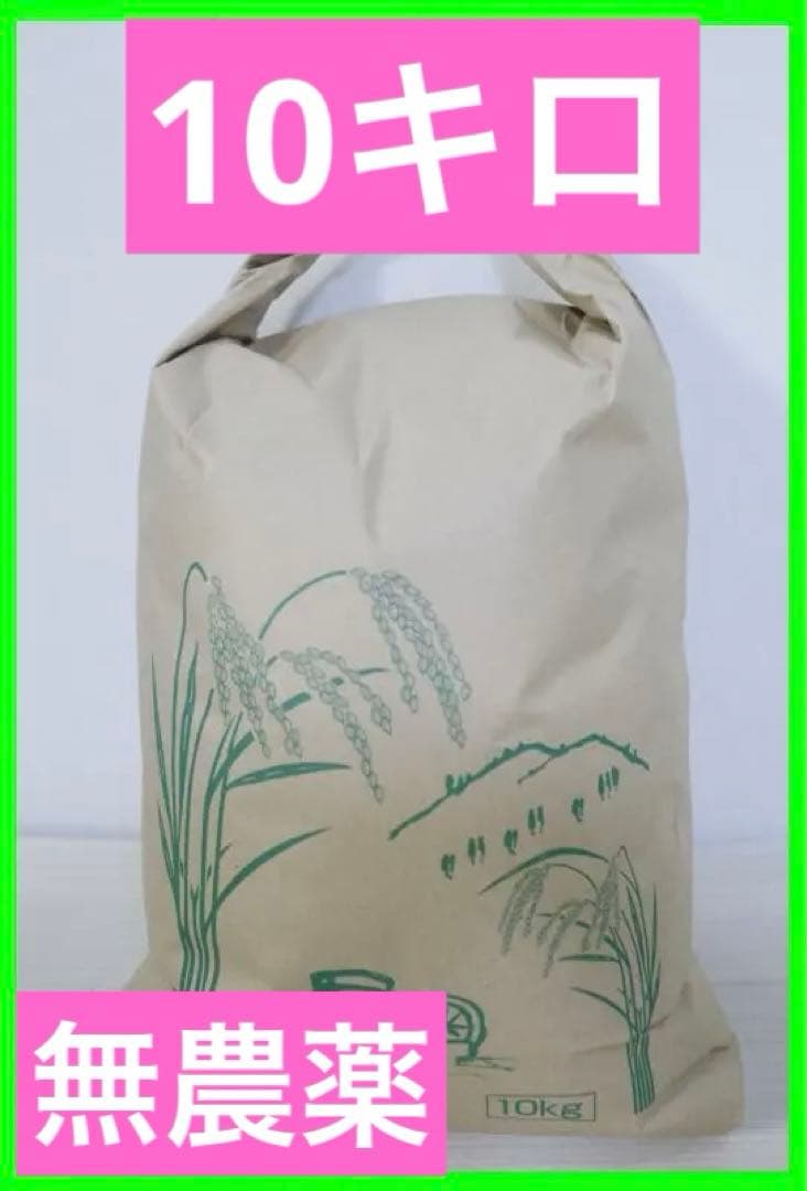 ◆栽培期間中無農薬◆令和7年収穫 ◆滋賀県産キヌヒカリ、玄米10㎏　②