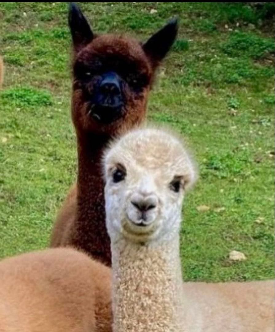 3点アルパカチャーム　バッグ用　キーホルダー 天然ベビーアルパカの毛皮