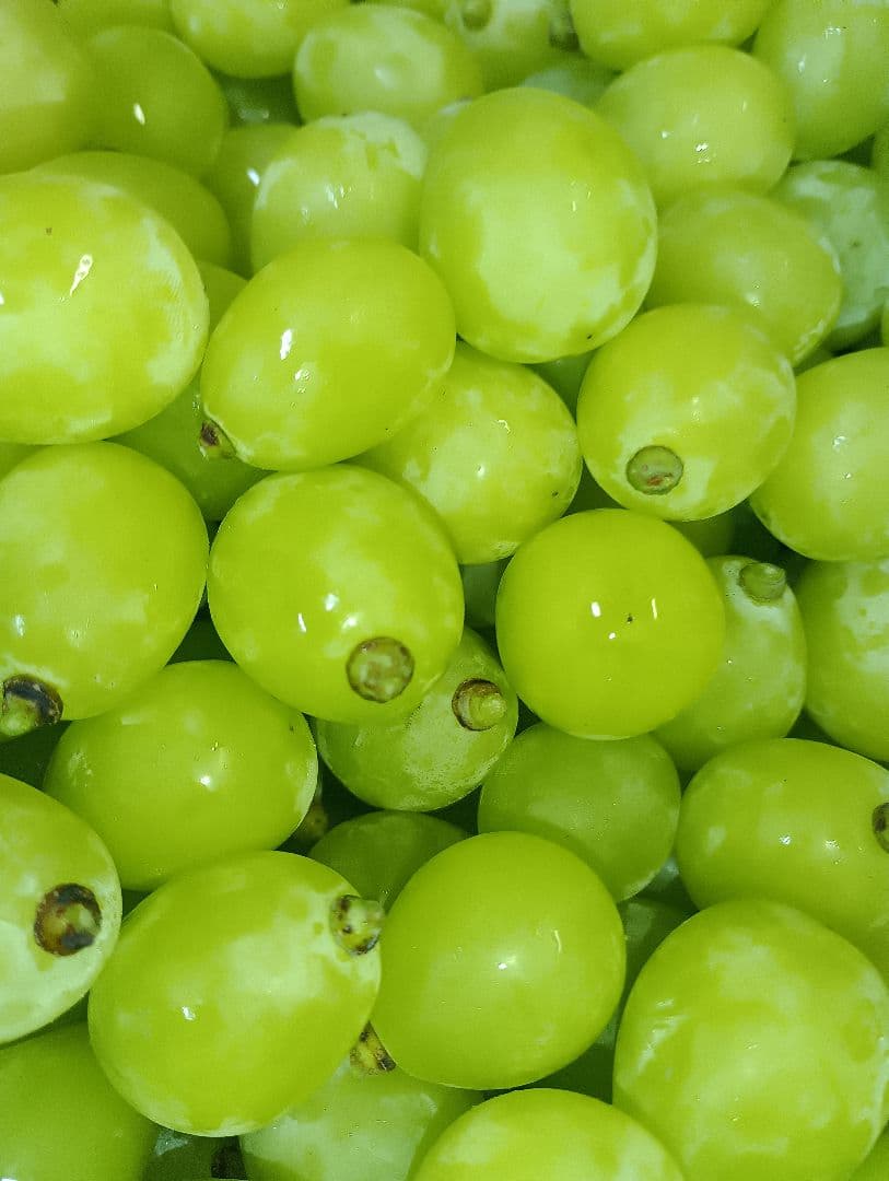 もーちゃんさん専用品シヤインマスカット大粒グリーン多め入り3キロパック入り