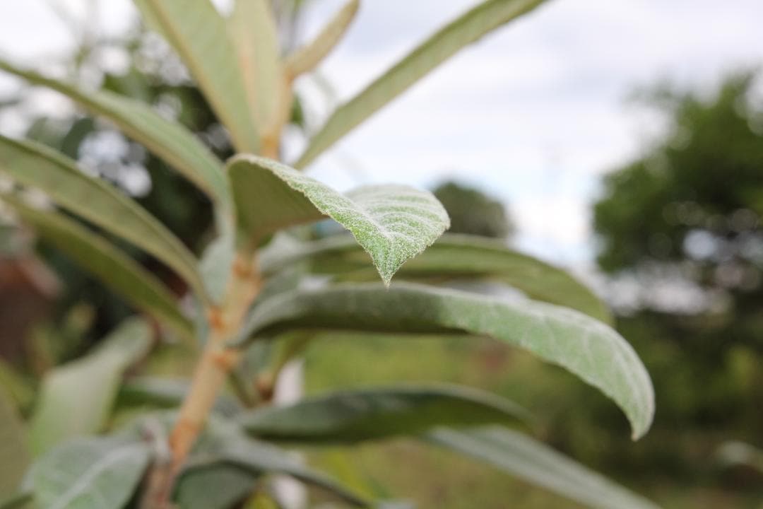 【美品】 SIGMA 18-35mm F1.8 Art Canon キャノン