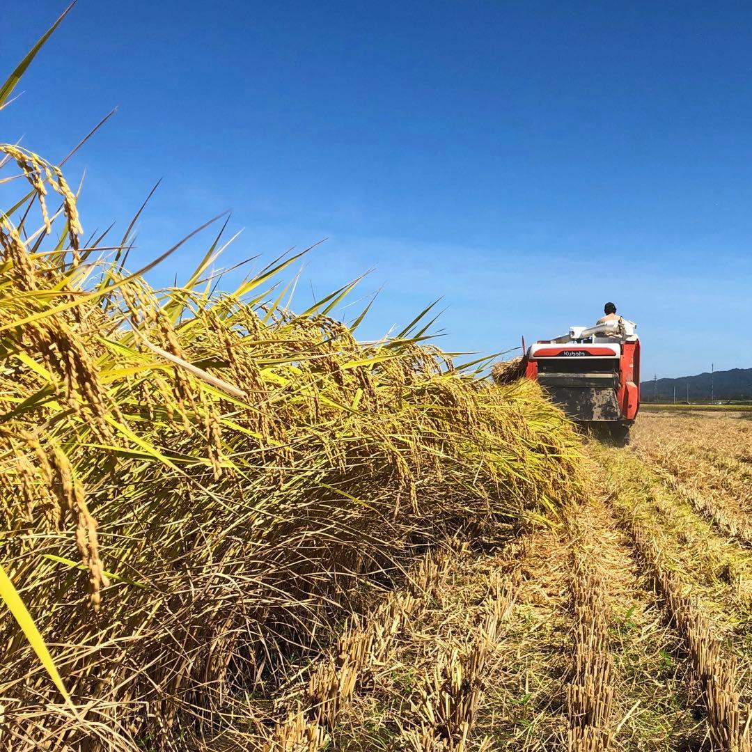 【24kg】 新潟産 コシヒカリ 中米 米
